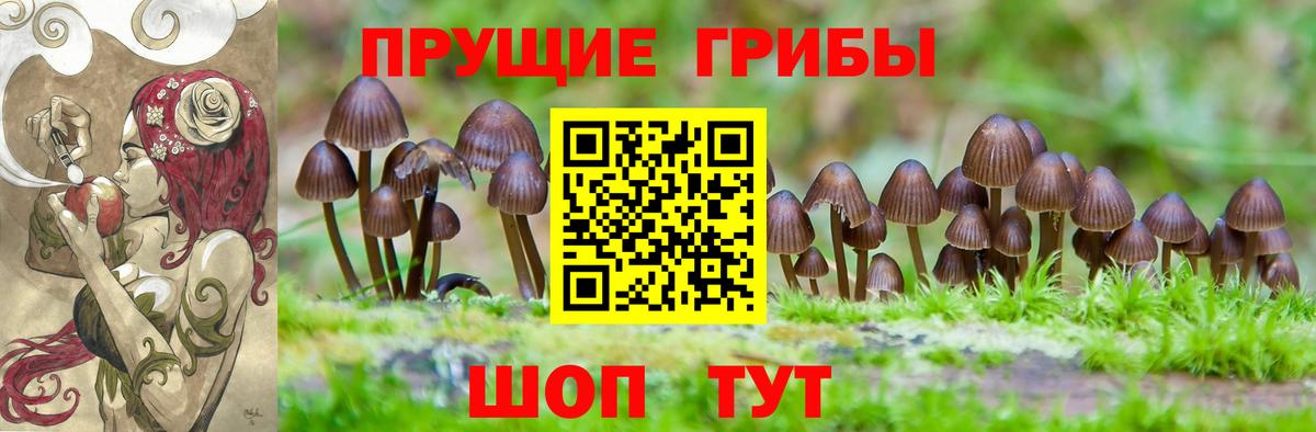 Галлюциногенные грибы Psilocybe Оренбург
